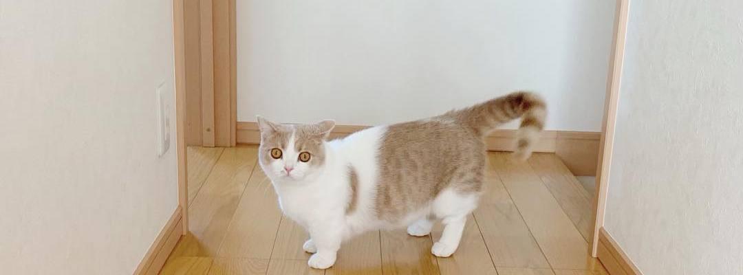 4个月猫咪标准体重是多少？（以猫咪标准体重为基准，掌握猫咪成长情况）