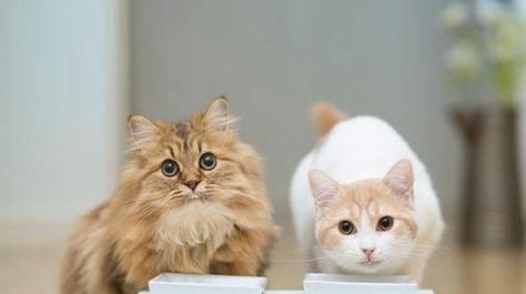 如何让幼猫吃上好的猫粮？（以猫咪不吃新猫粮为例，详解幼猫吃什么猫粮好）