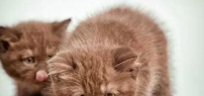 猫咪吃了猫粮拉肚，小心拉出血！（宠物主人必看，如何避免猫咪食物过敏？）