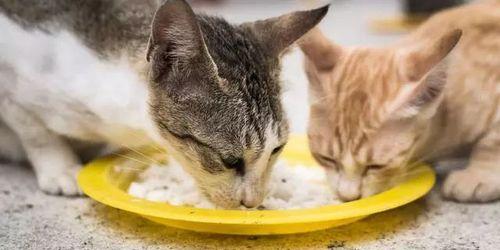 小心！这些食物千万别给猫咪吃！（宠物主人必须知道的常见误区）