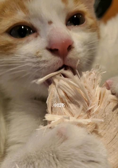 宠物猫咪的饮食习惯（以猫咪吃肉多久一次和猫咪吃肉多久消化为例）