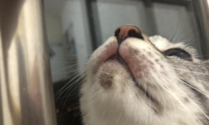 猫咪得黑下巴是什么？（探究黑下巴的成因和防治方法，）
