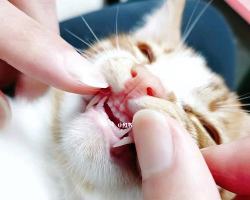 猫咪的牙齿更替周期（了解猫咪换牙齿的规律，做好口腔护理）