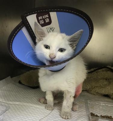 猫咪骨折治疗费用一览（以宠物为主，了解猫咪骨折治疗相关费用）