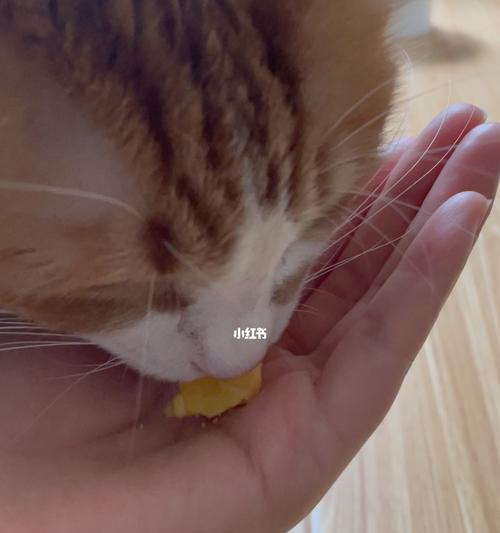 猫咪能吃米饭吗？（探究猫咪是否适合吃米饭，以及如何让猫咪正确地吃米饭。）