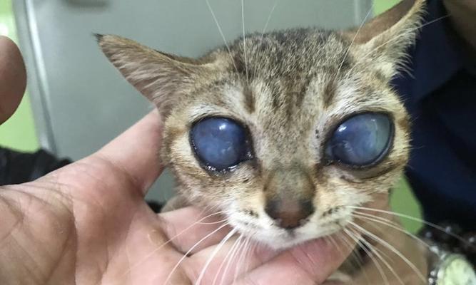 猫咪尿道改造手术的必要性（为宠物健康着想——了解猫咪尿道透明及改造手术）