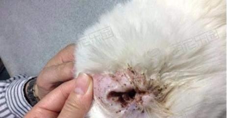 如何应对宠物猫咪身上的湿气（湿猫咪身上湿是个问题，掌握这些技巧让你的猫咪更舒适）