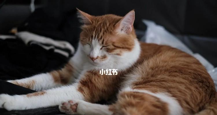 猫咪的身体热爱睡觉的秘密（探寻宠物猫的身体热度，了解猫咪爱睡觉的原因）