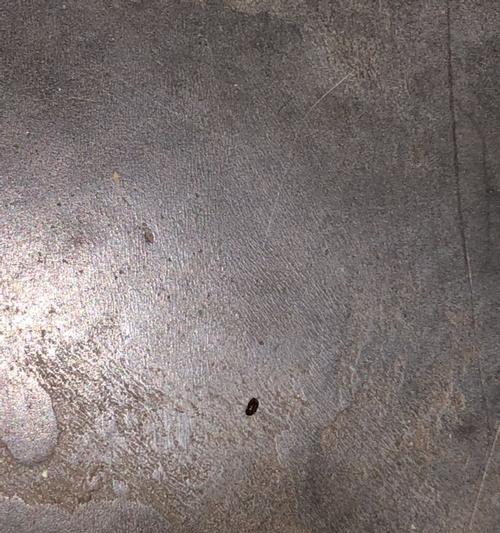 宠物身体异样，吐出虫子，该怎么办？