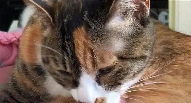 猫咪相互舔猫毛的原因（探究猫咪互相打理毛发的心理和行为）