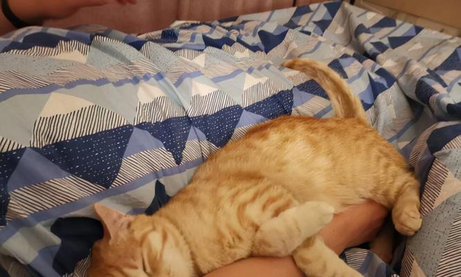 猫咪是信赖主人的动物（如何让猫咪喜欢你？——揭秘猫咪的心理变化与信任之路）
