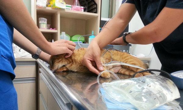 猫咪血栓症状及其危害（了解血栓引发的原因，预防宠物的健康隐患）