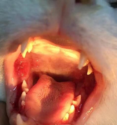 猫咪牙周炎初期治疗费用详解（以宠物为主，让猫咪告别牙周炎）