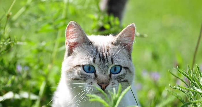 猫咪眼角绿色怎么回事？（如何预防和治疗猫咪眼角红肿）