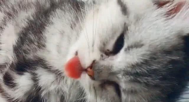 猫咪的舌头奇遇记（一只猫咪咬到舌头的惊险经历与伸舌头的可爱瞬间）