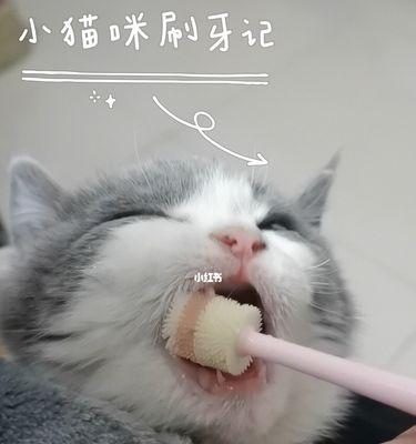 宠物的口腔健康（为什么猫咪需要刷牙？如何刷牙？刷牙注意事项等详解。）