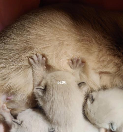 为什么猫咪会一直踩奶？（解密猫咪踩奶背后的原因及特点，了解它的行为语言和需求）