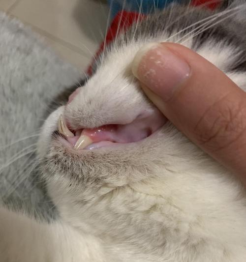 猫咪口腔炎的症状与治疗（宠物猫咪口腔炎常见表现及处理方法）