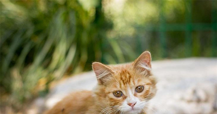 猫咪友好的叫声（探究猫咪语言之谜，掌握小猫叫声秘密！）