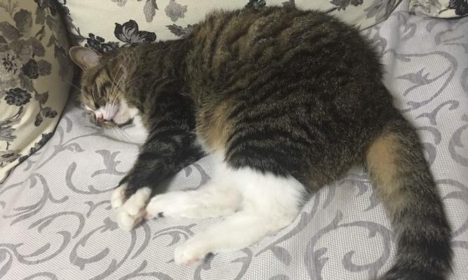母猫孕期干呕原因及解决方法（宠物猫咪孕期健康护理必读）