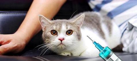 猫咪疫苗注射位置详解（了解猫咪接种疫苗的正确注射位置，宠物更健康）