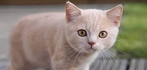 揭开猫咪身长与子宫大小的关系！（从身材到健康，看看猫咪子宫大小的影响。）
