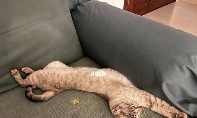 猫咪的躺姿习惯（揭秘猫咪喜欢躺着的原因及注意事项）