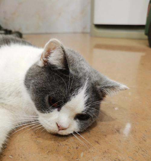 猫咪干呕怎么办？（以宠物为主，解决猫咪干呕难题！）