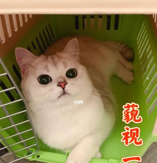 七个月猫咪标准体重表，如何让宠物猫咪保持健康？（掌握七个月猫咪标准体重表，提供正确的饮食和运动）