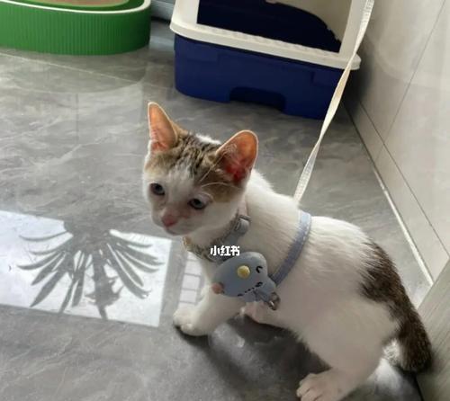 寻找温馨家庭——上海收养猫咪机构（关爱流浪猫，拯救爱心家庭，营造和谐社会）