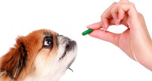 如何护理患有犬瘟的四个月小狗（应对体温40度的小狗，宠物主人必知的护理方法）