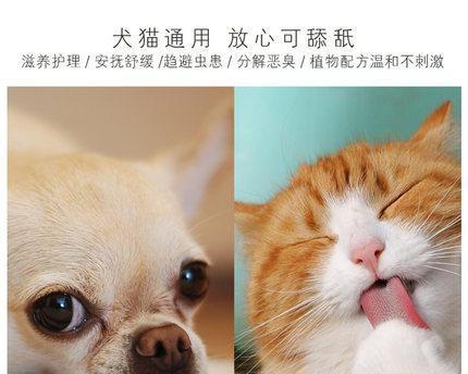 泰迪与小猫相处记（泰迪是否会欺负小猫？以宠物为主的故事）