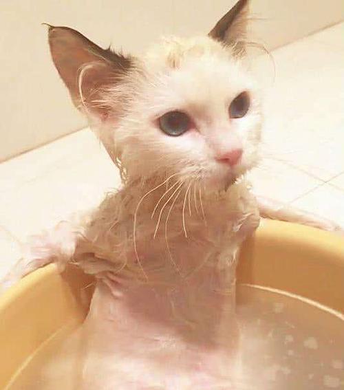 猫咪洗澡的正确方法（两个月大的小猫可以洗澡吗？——解答你的疑惑）