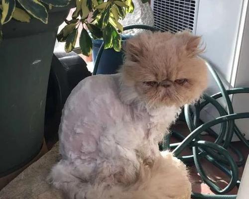 夏天猫咪剪毛需谨慎（如何正确给猫咪剪毛？）