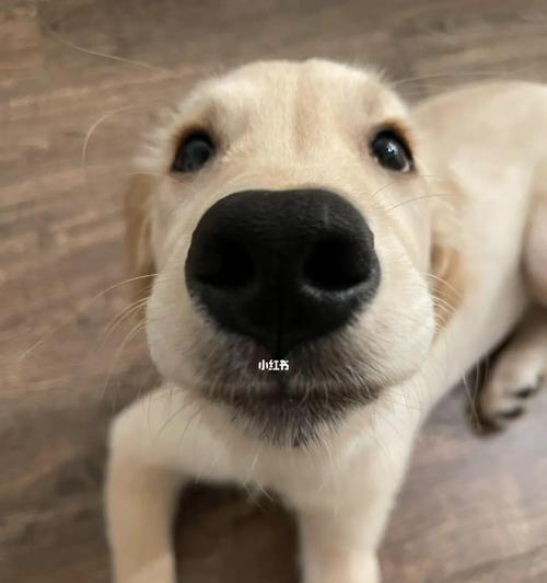 揭秘小狗鼻子里的奥秘！（从图片中看出，小狗的鼻子是如此神奇！）