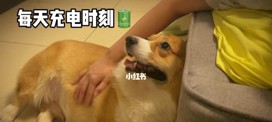 狗生完小狗为什么会烦躁叫？（了解小狗哭闹的原因和处理方法）