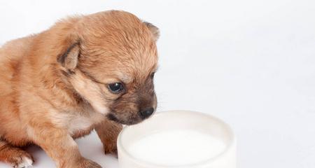 小狗该喝多少水？——宠物喝水的健康之道（了解3个月小狗的饮水需求，为它的健康生活保驾护航）