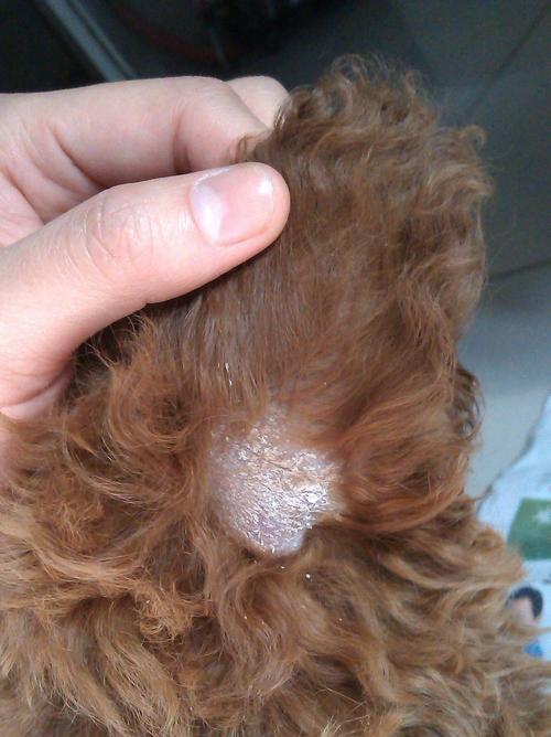 小狗为何会有皮屑？探究12天小狗身上的皮屑现象（了解宠物皮肤健康，呵护小狗健康成长）