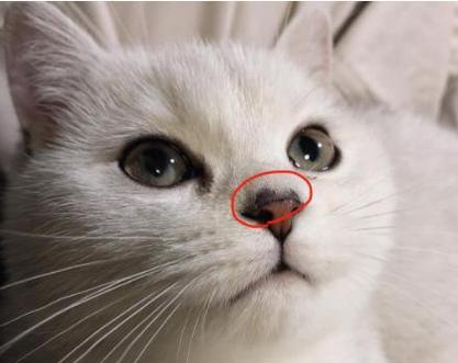 如何处理小猫鼻子干裂的问题？（宠物猫鼻子的保养和治疗方法）