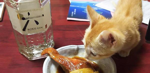 教你解决小猫不爱吃食的问题（以宠物为主，让小猫健康成长）