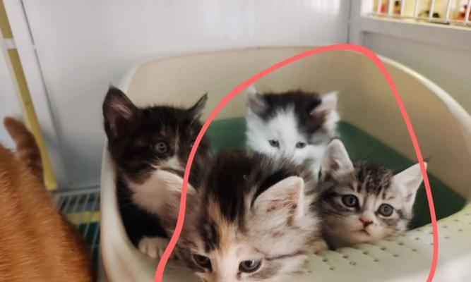小猫吃奶的时间多长？——探究幼猫喝奶的需求（了解猫咪成长过程中的奶量变化、如何进行断奶）