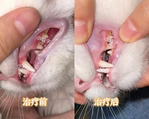 小猫口腔炎如何预防和治疗？（口腔炎是否会传染？如何有效治疗？）