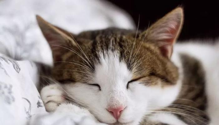 小猫低血糖（宠物养护指南——小猫低血糖应急措施与保健建议）