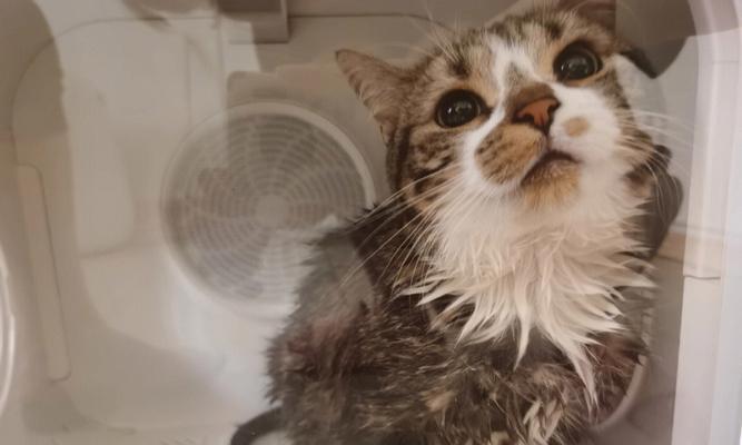 小猫洗澡的时间和方法（关注宠物健康，从洗澡开始）