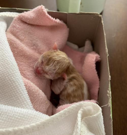 小猫刚出生的性别鉴定方法（以宠物为主，从小猫刚出生开始）