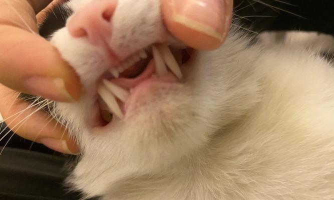 小猫尖牙断了，如何应对？（宠物护理中的常见问题与解决方法）