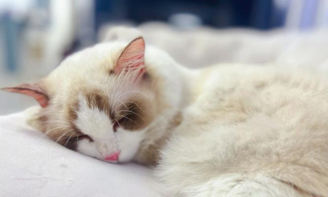 揭秘宠物小猫口水酸臭之谜（小猫咽口水是怎么回事，如何改善？）