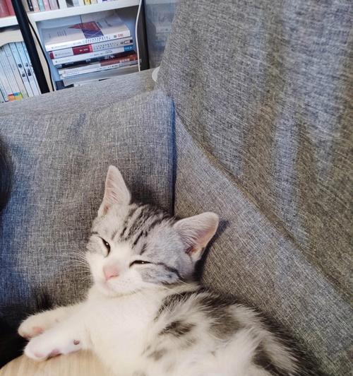 小猫拉稀放屁，如何喝水更健康？