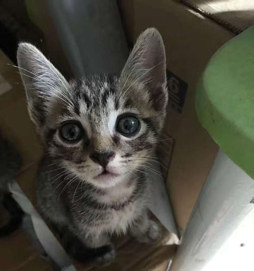 小猫没满月多大可以吃什么？（以宠物为主，详细介绍小猫的饮食需求和注意事项）