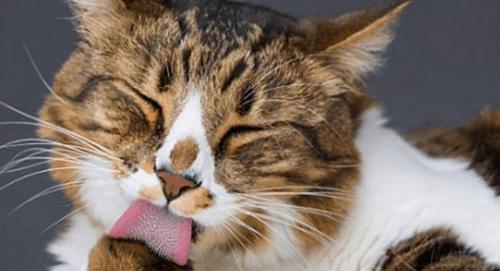 小猫误食药物后不停舔手，应该如何处理？（宠物药物误食的应急措施和注意事项）